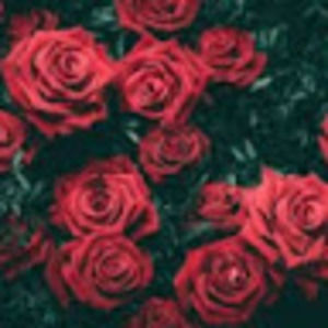 Meet your Posher, Imani